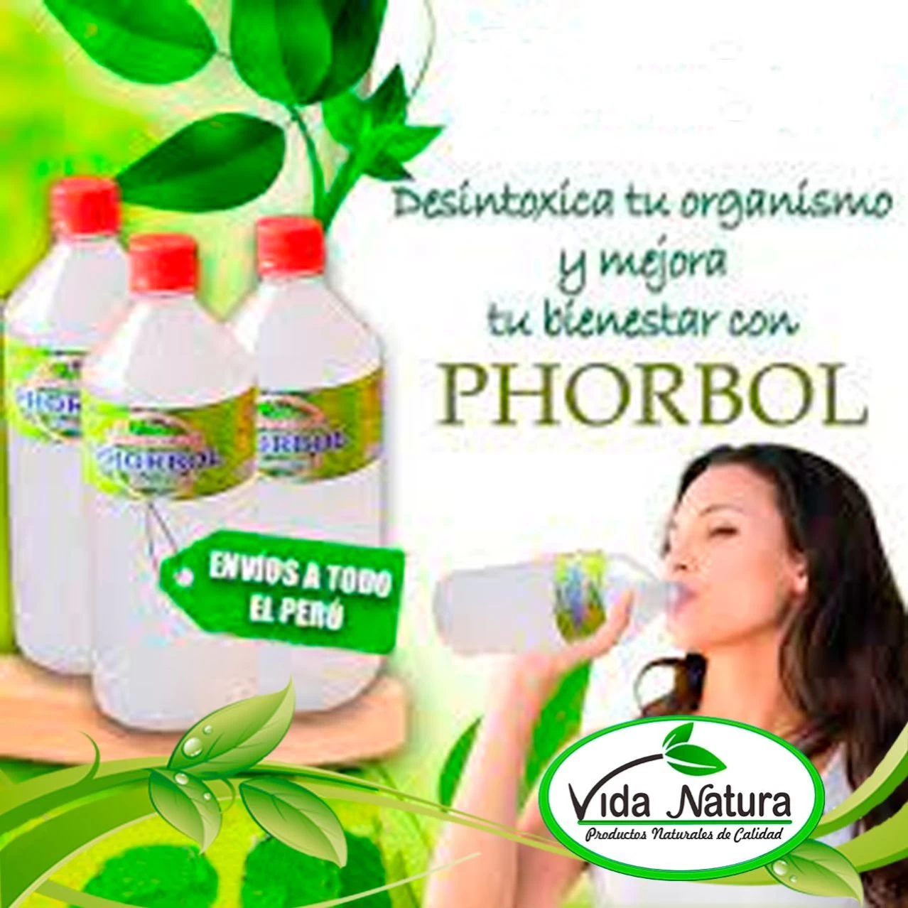 PHORBOL 1 lt